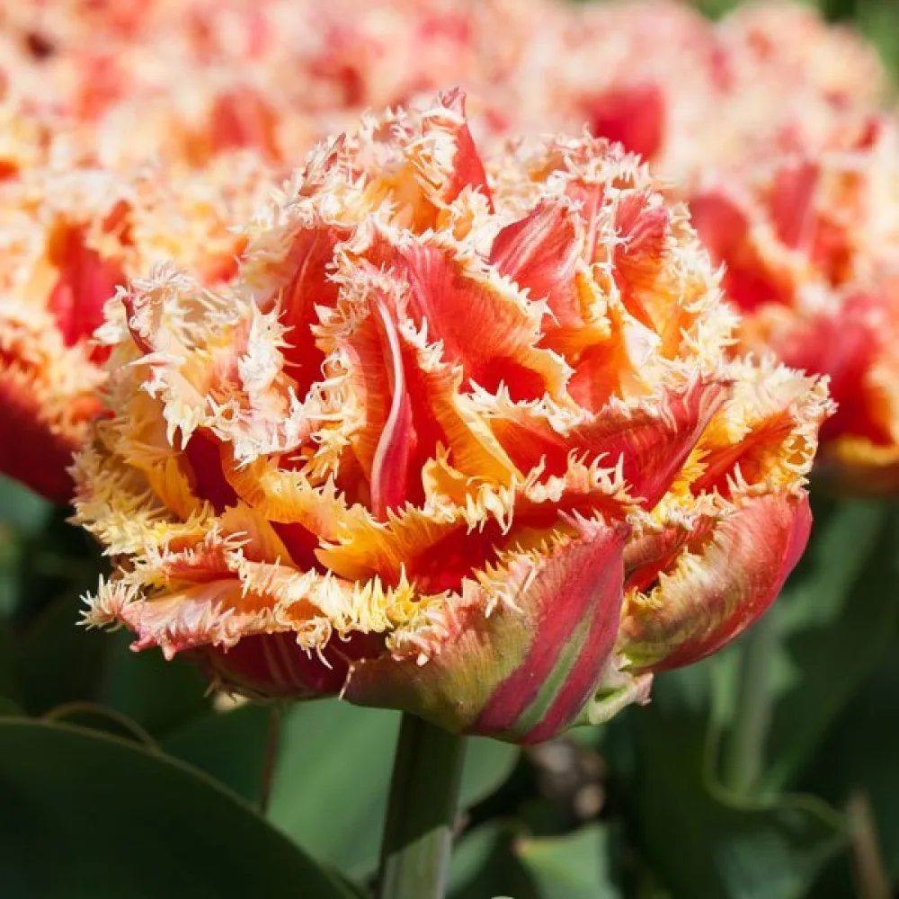 Tulppaani 'Brisbane'