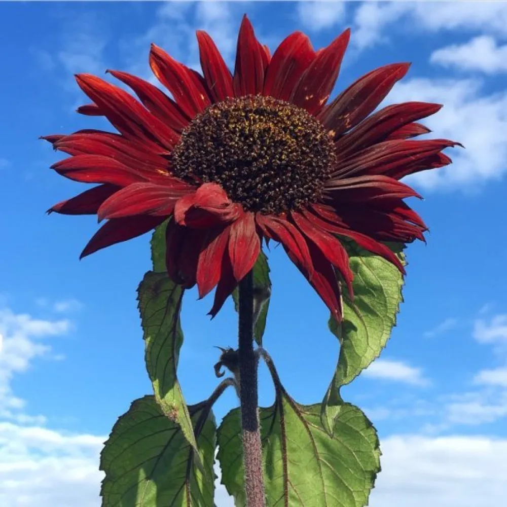 Auringonkukka 'Red Sun'