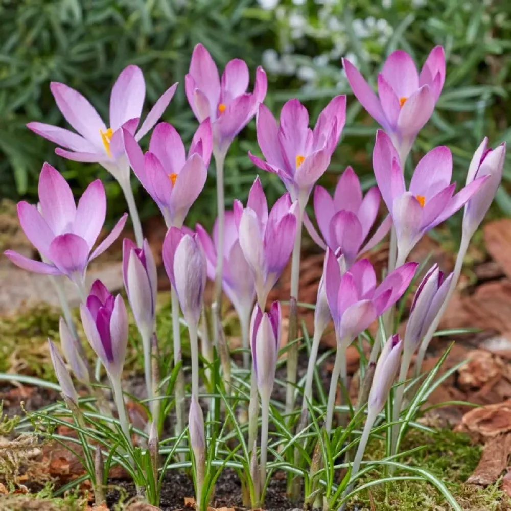 Krookus 'Roseus'