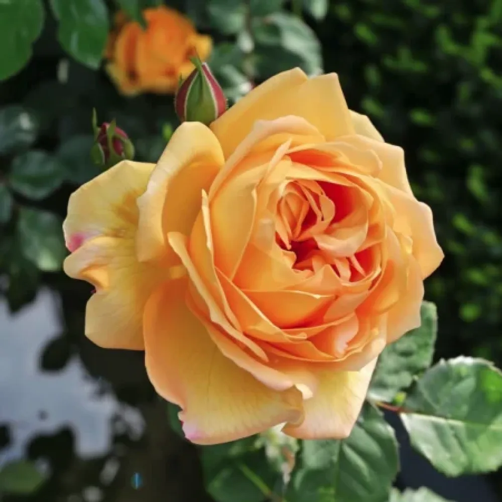 Ruusu 'Golden Elixir'