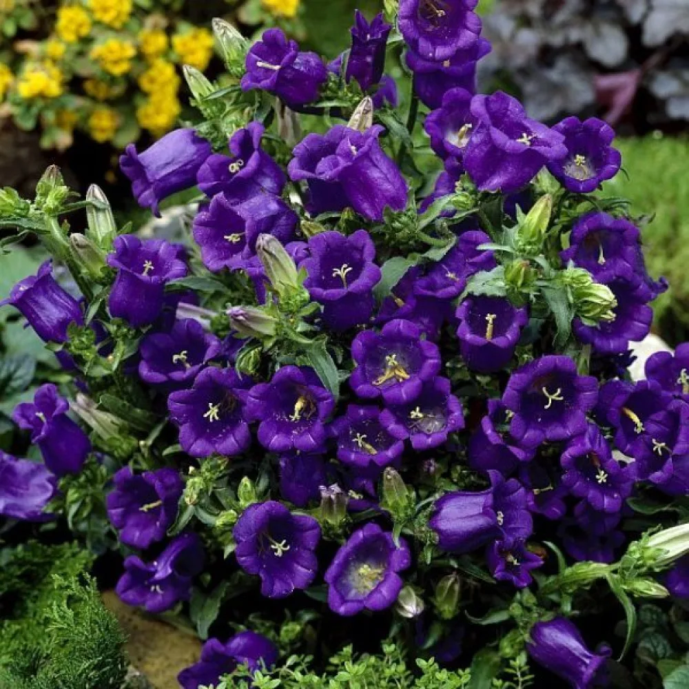 Kartanonkellokukka Campanula medium, tummansininen