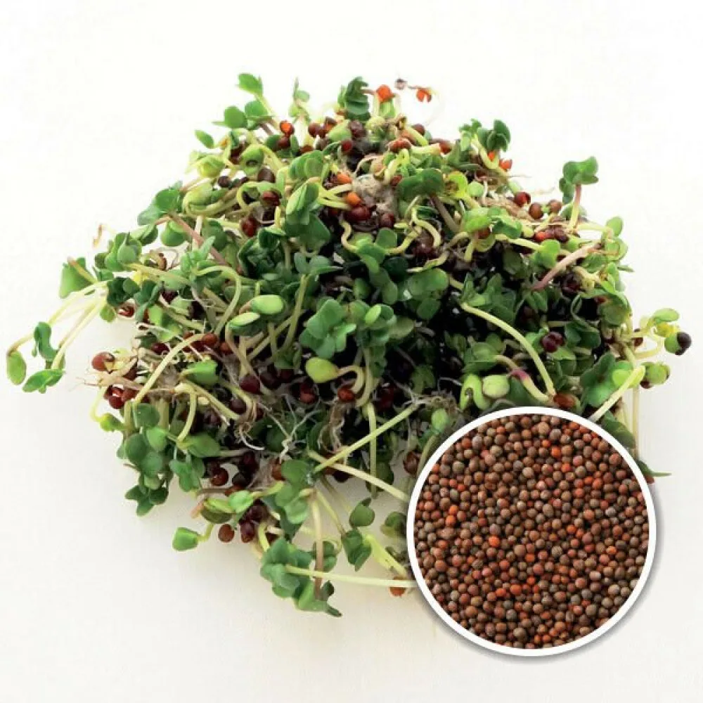 Parsakaali 'Green Calabrese' idätykseen