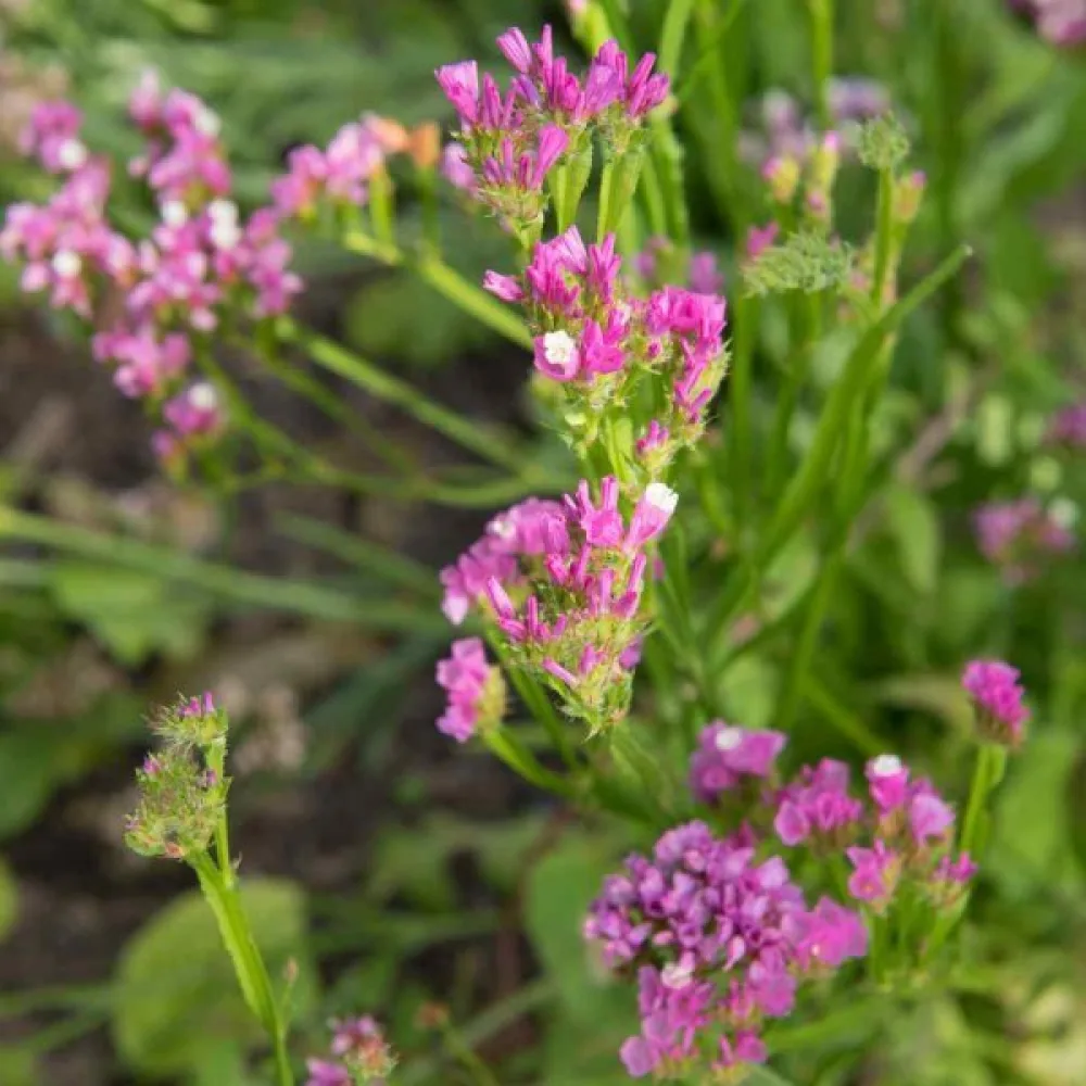 Limonium sinuatum – karmiininroosa
