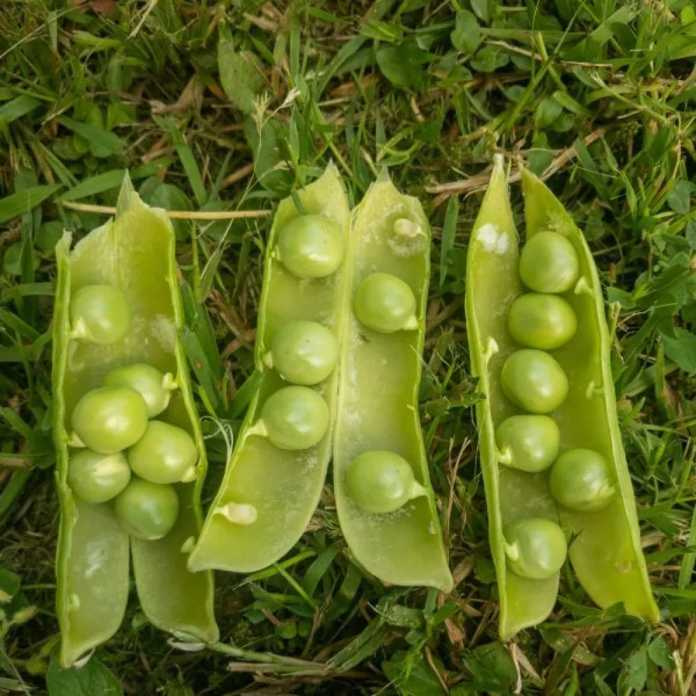 Tarhaherne 'Allerfrüheste Mai'