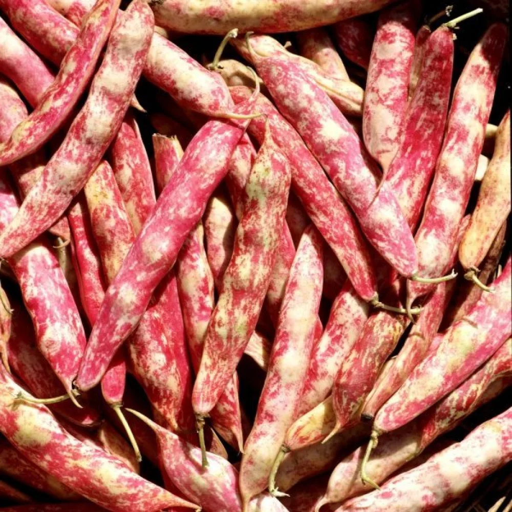 Kuivapapu 'Coco nain rose d'Eyragues'