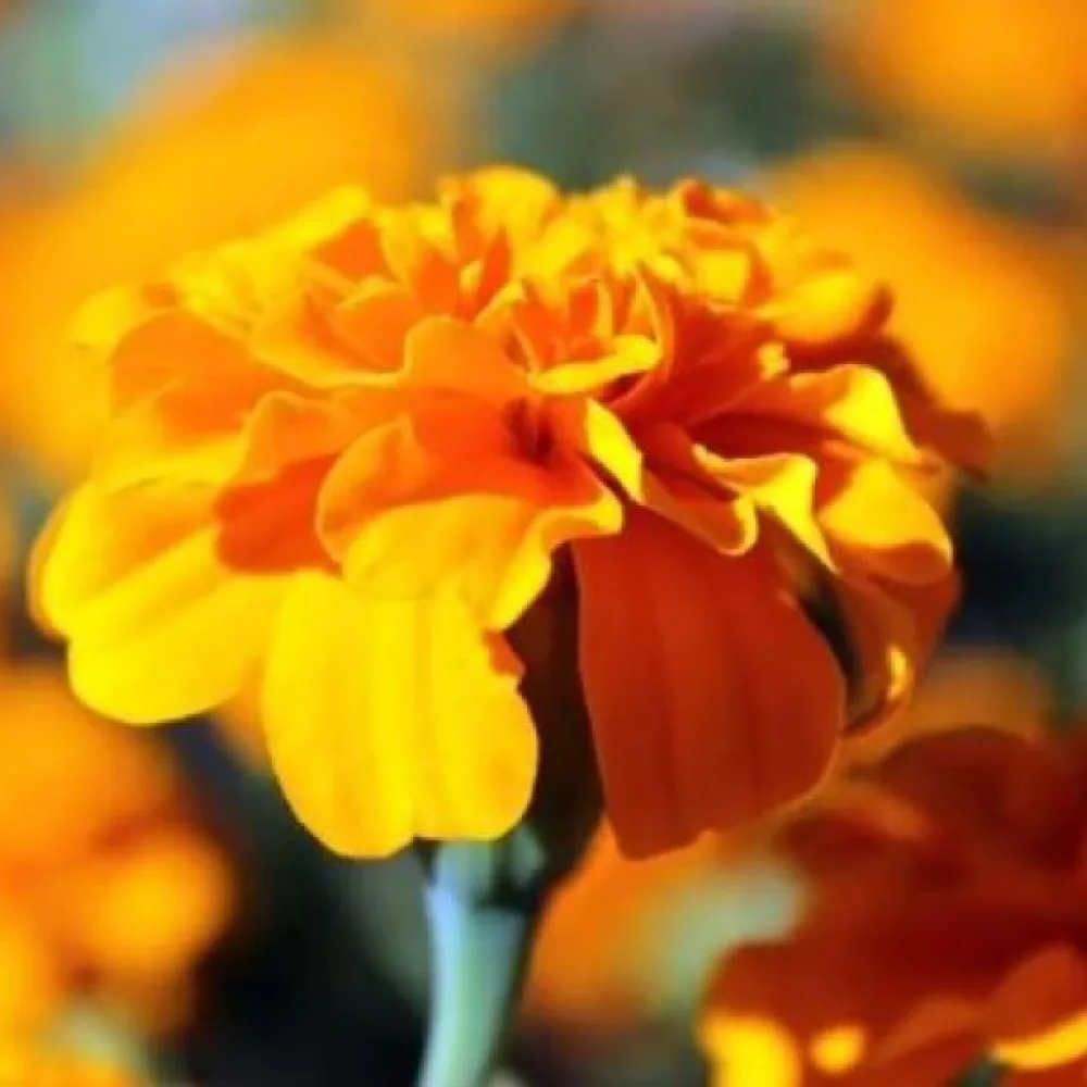 Ruusukesamettikukka 'Valencia'