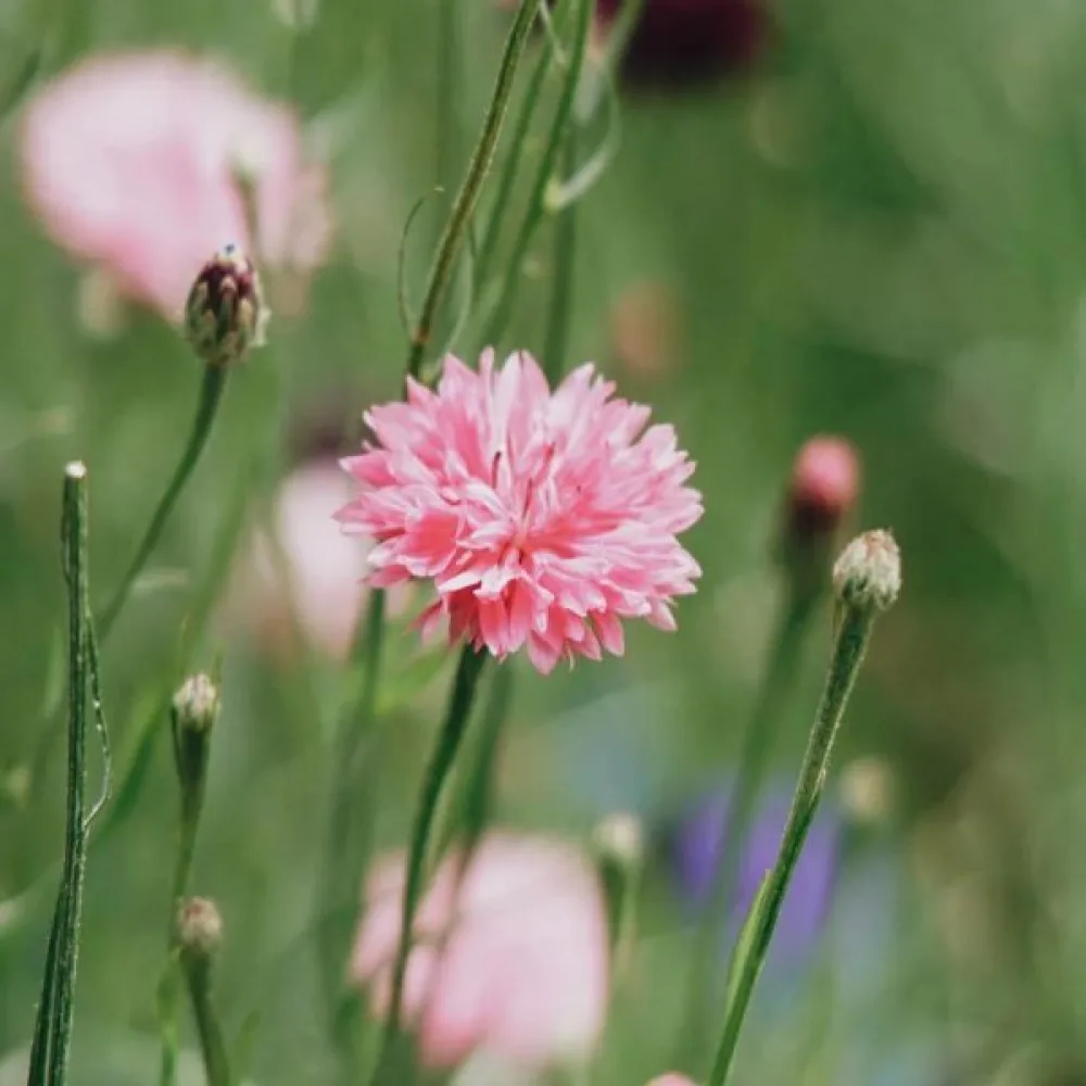 Ruiskaunokki 'Pink Ball', vaaleanpunainen