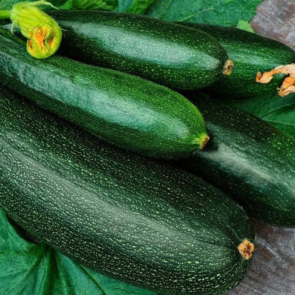 Kesäkurpitsa 'Soraya'