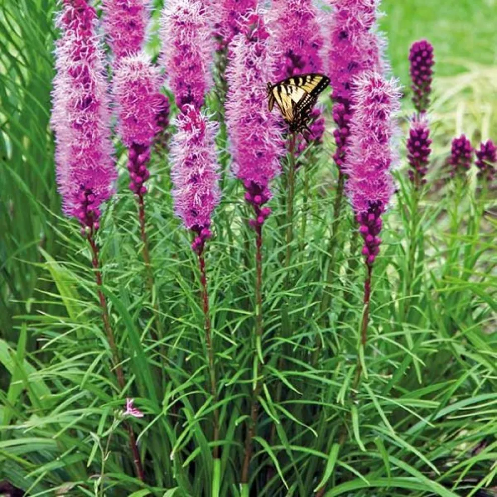 Tähkäkimikki Liatris spicata – roosanvioletti