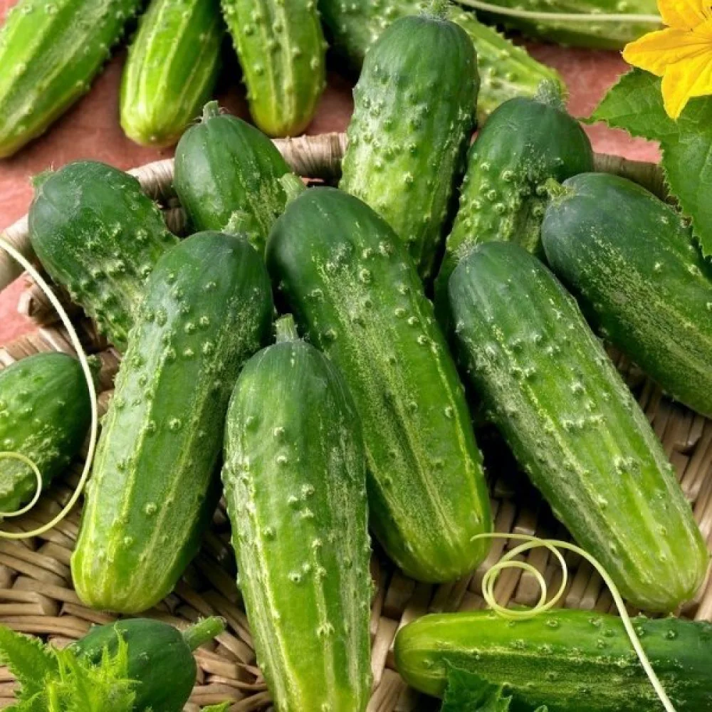 Avomaankurkku 'Anulka' F1