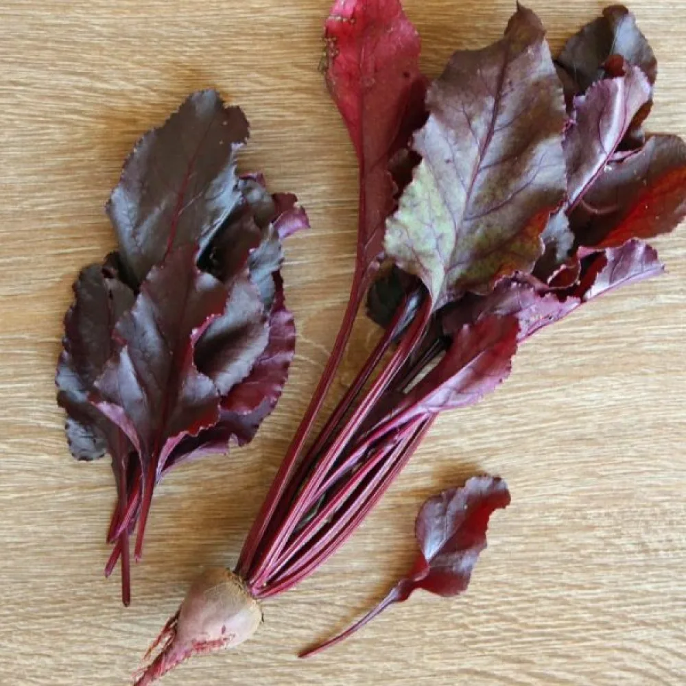 Punajuuri 'Bull's Blood'