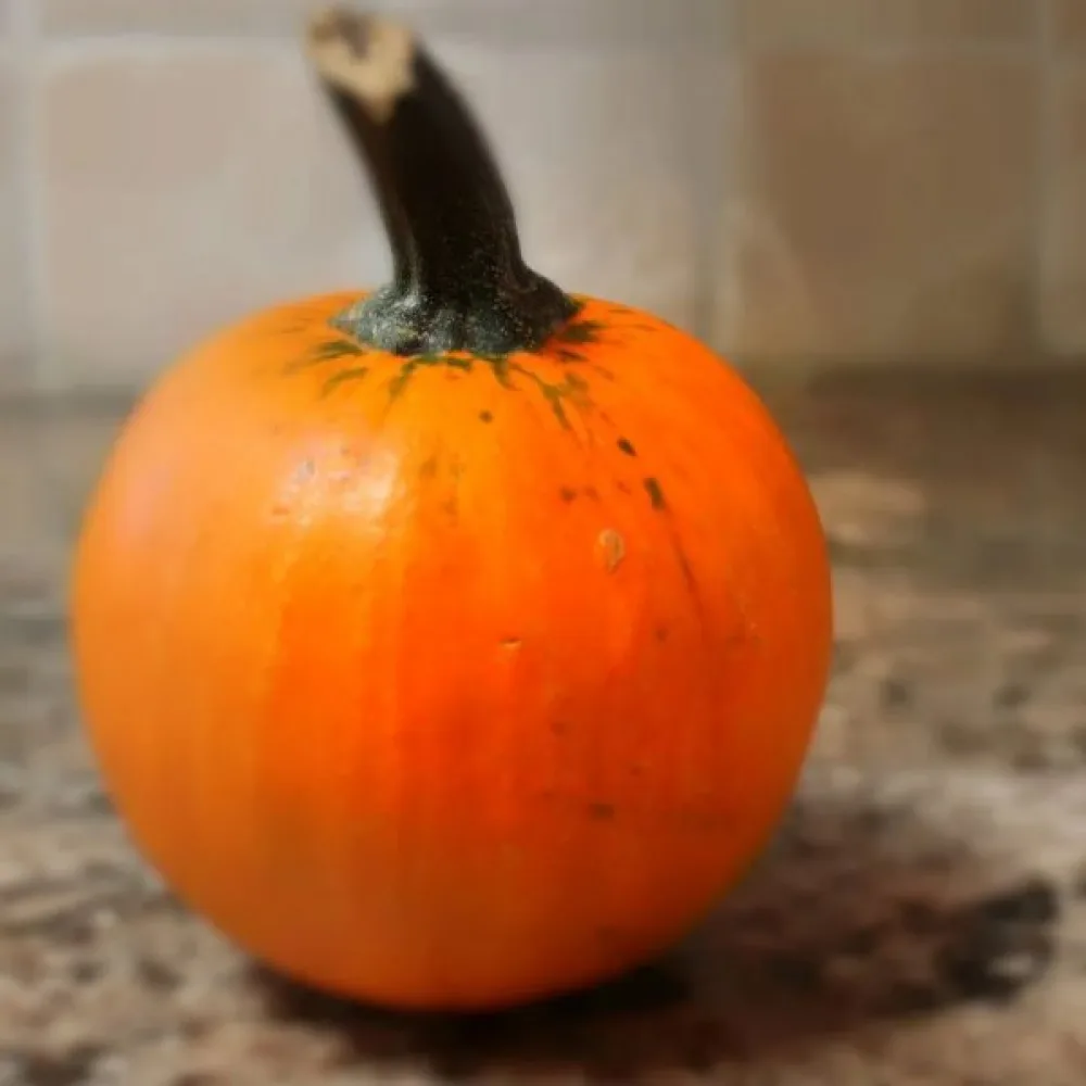 Koristekurpitsa 'Ball Orange'