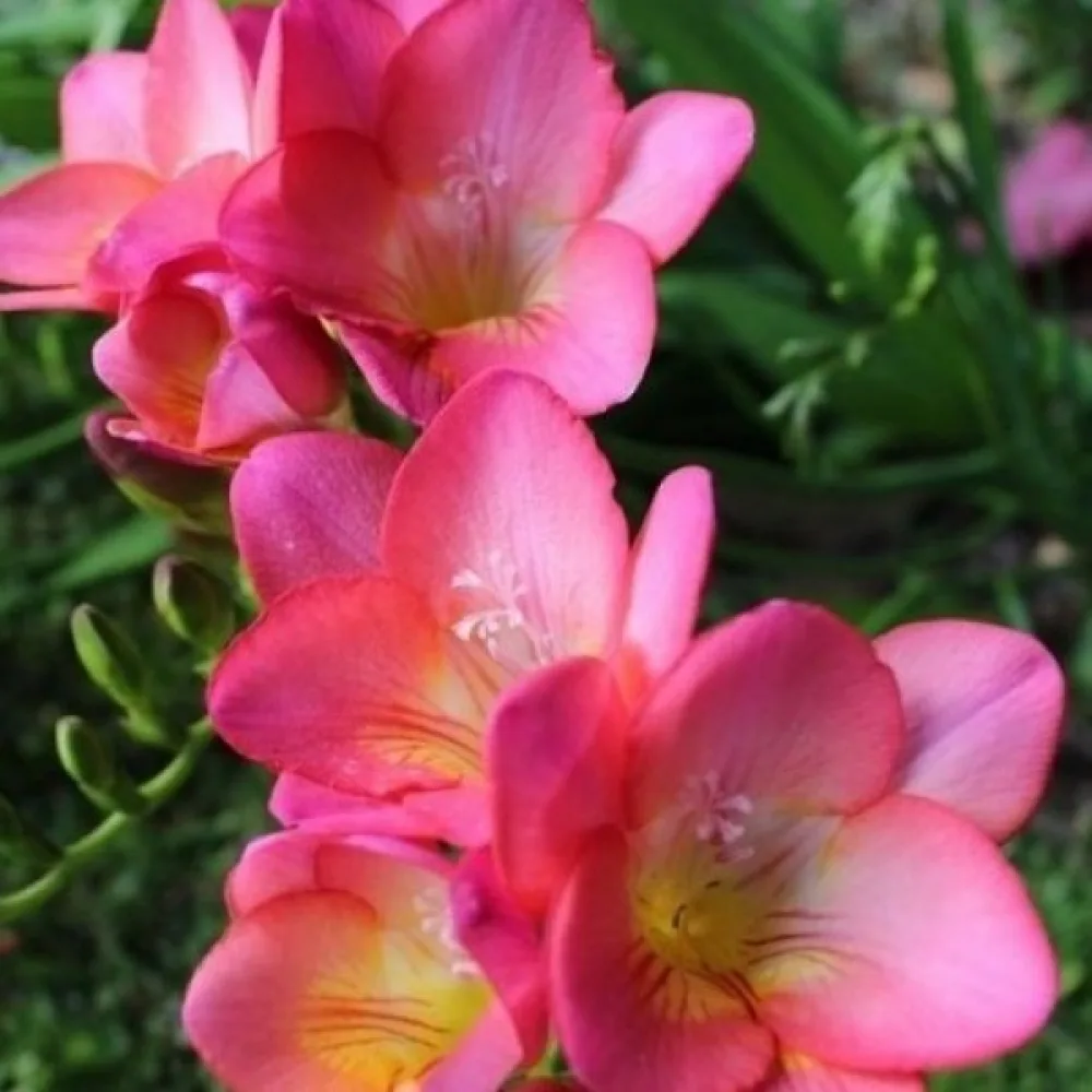 Freesia 'Pink Single'