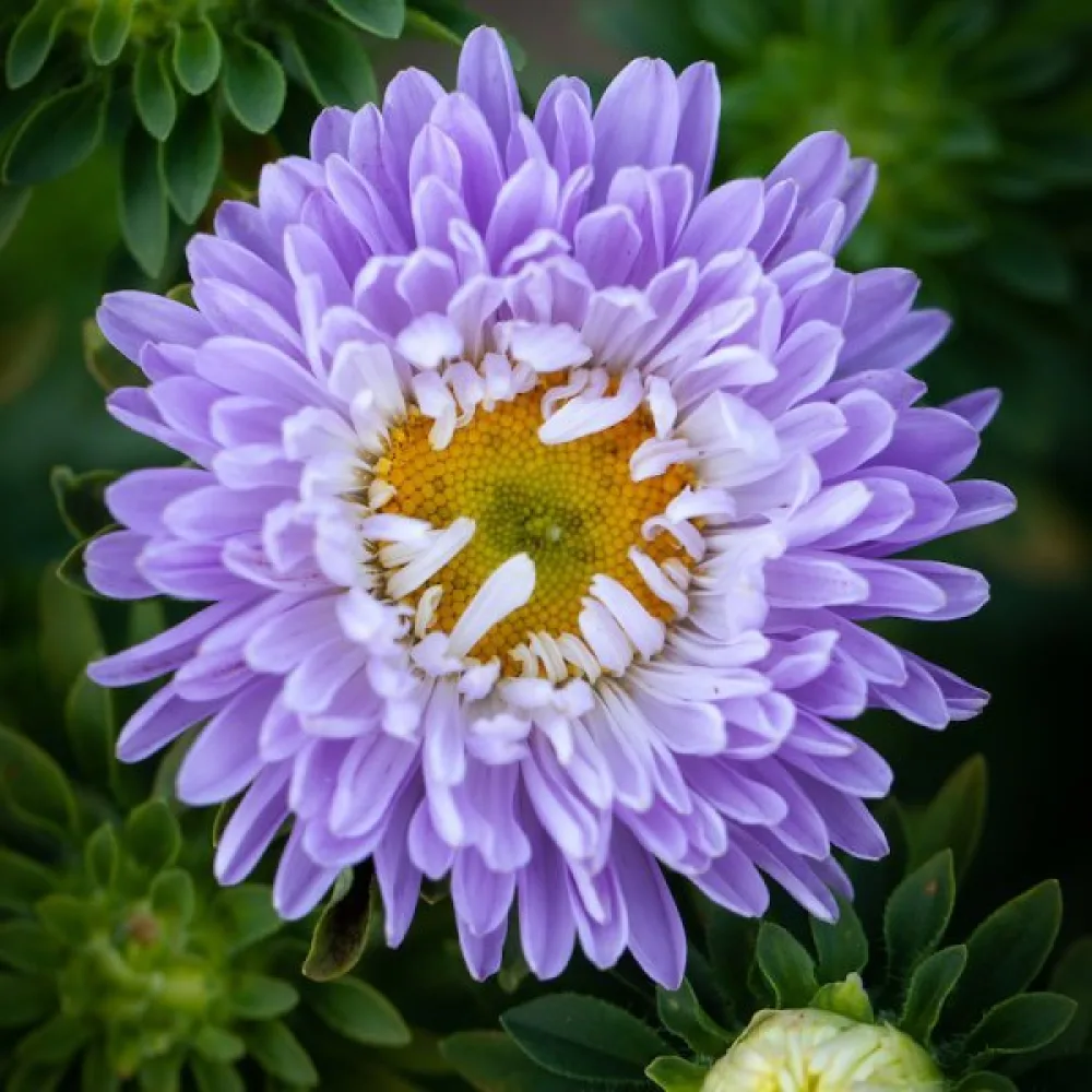 Kesäasteri 'Apollonia' – sininen