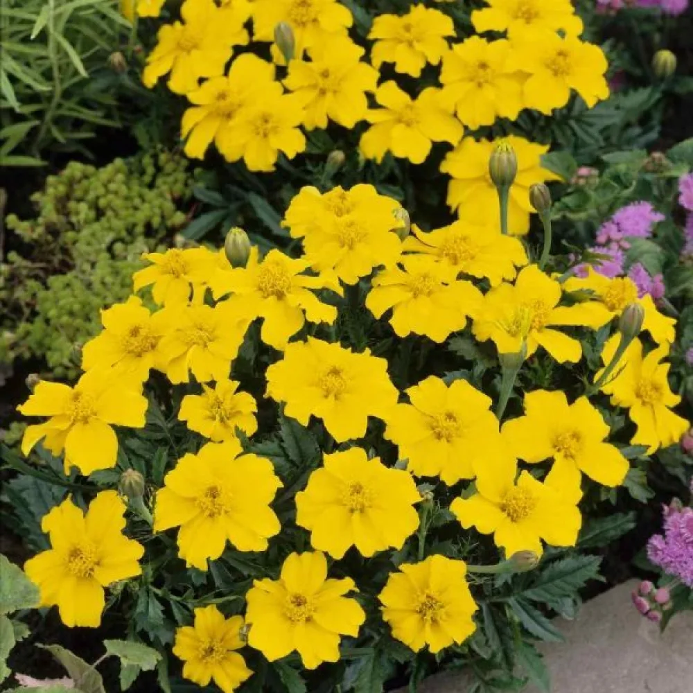 Ruusukesamettikukka 'Sunny Yellow'