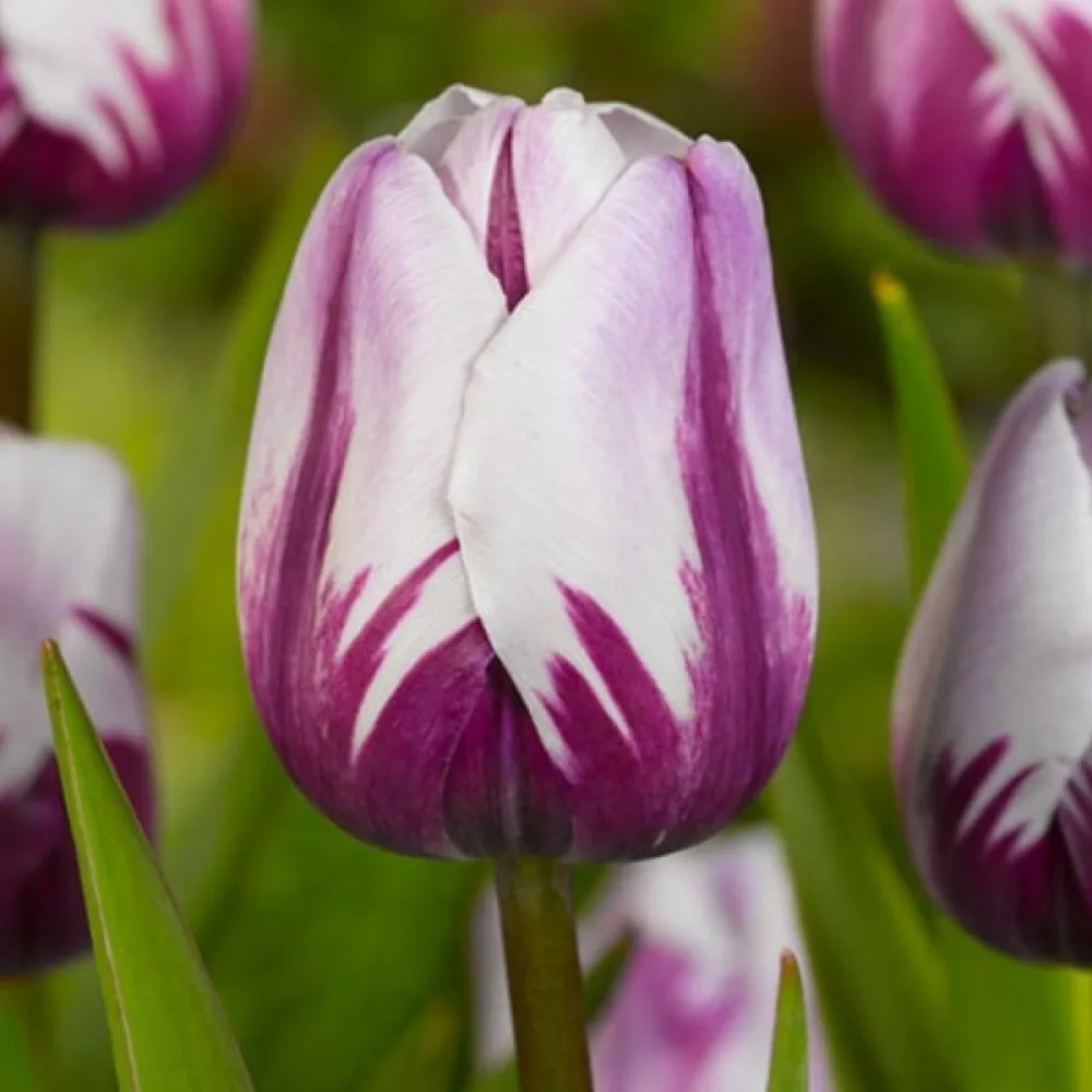 Tulppaani 'Rems favourite'