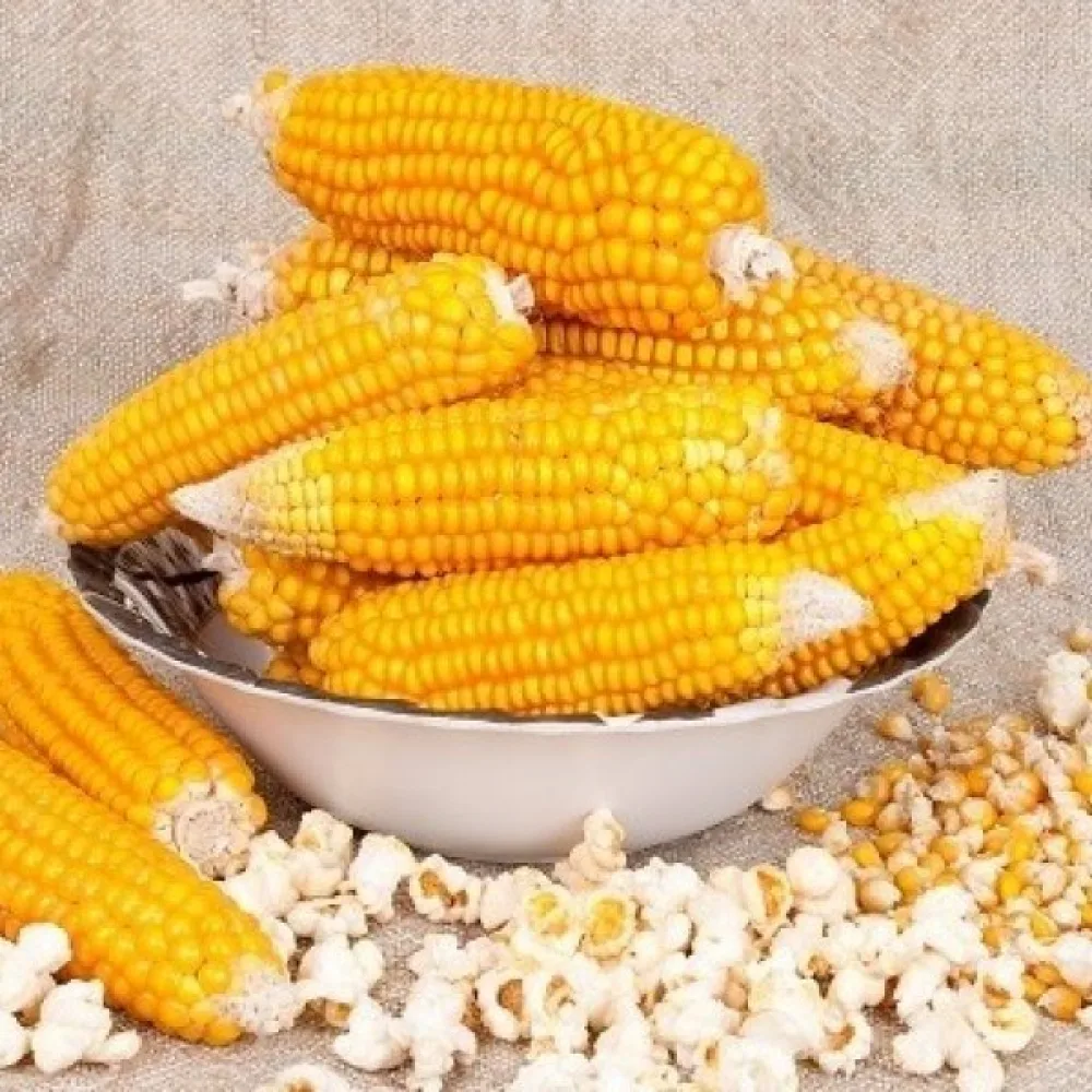 Popcornmaissi 'Dobosz'
