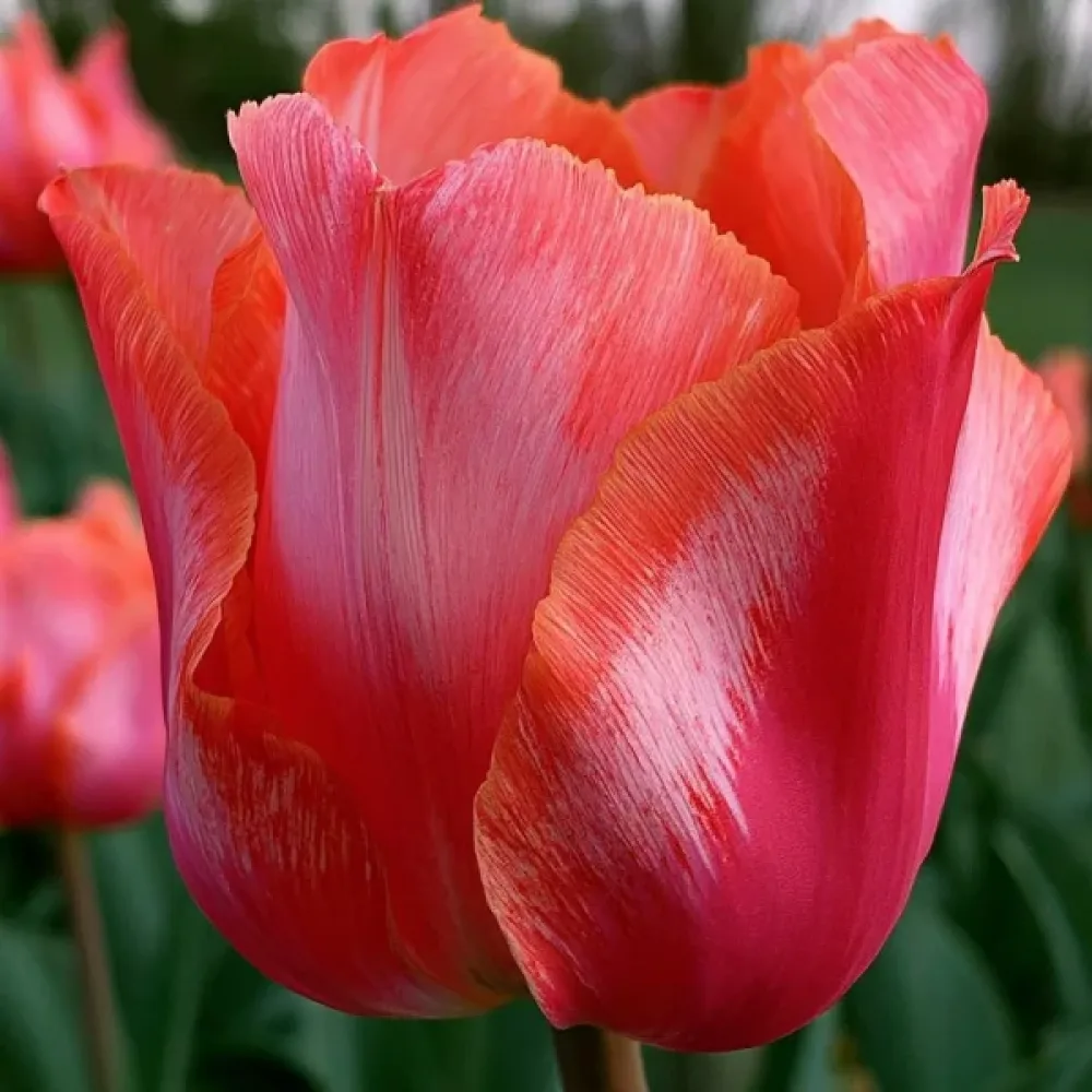 Tulppaani 'Wind Of Change'