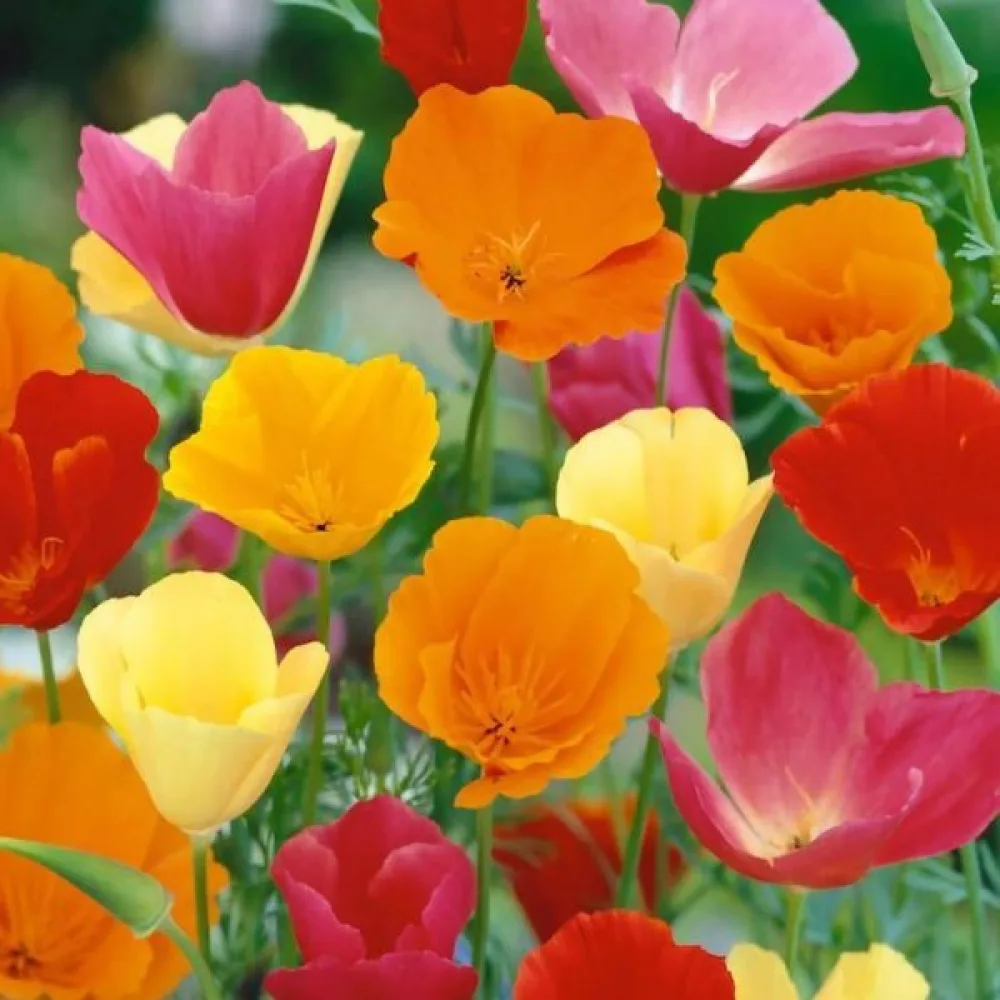 Kaliforniantunikko Eschscholzia californica, sekoitus