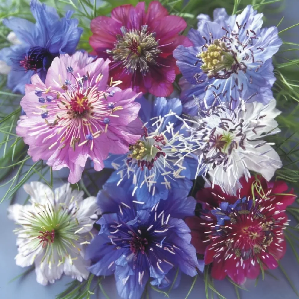 Neidonkukka 'Persian Jewels' – sekoitus