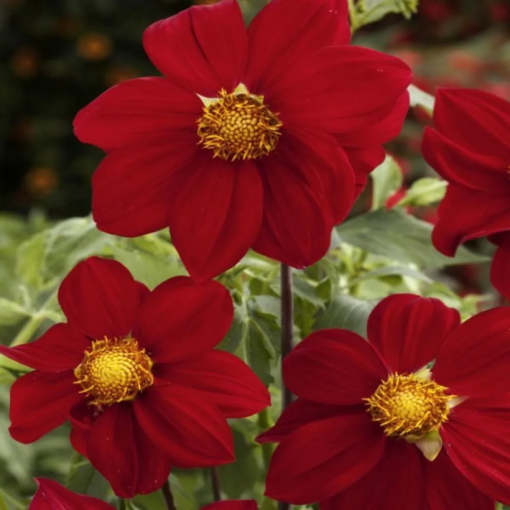 Matala daalia 'Mignon Red Shades'