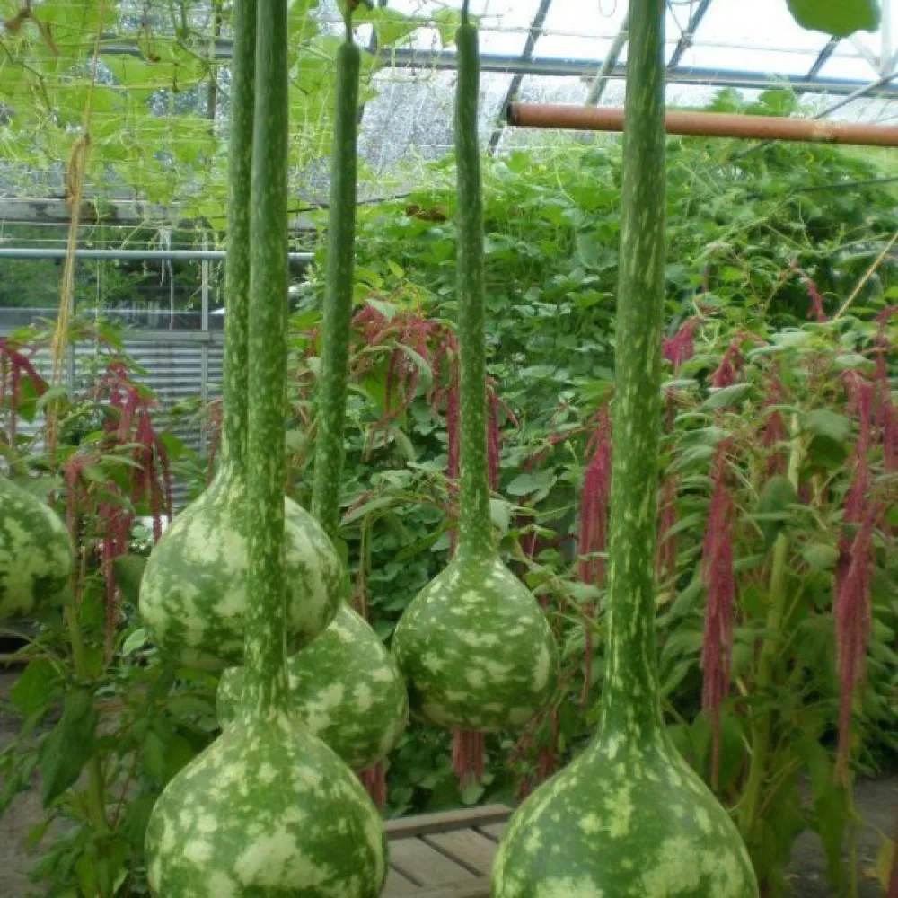 Pullokurpitsa 'Dipper'