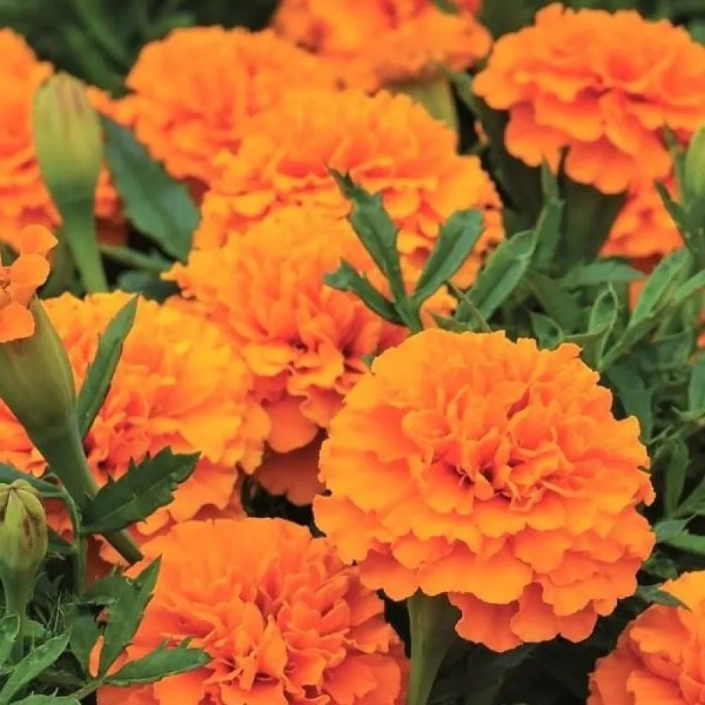 Kookossamettikukka 'Sunshine'