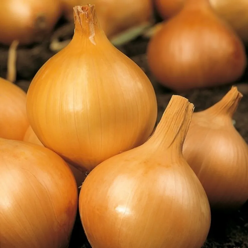 Ruokasipuli 'Wolska'
