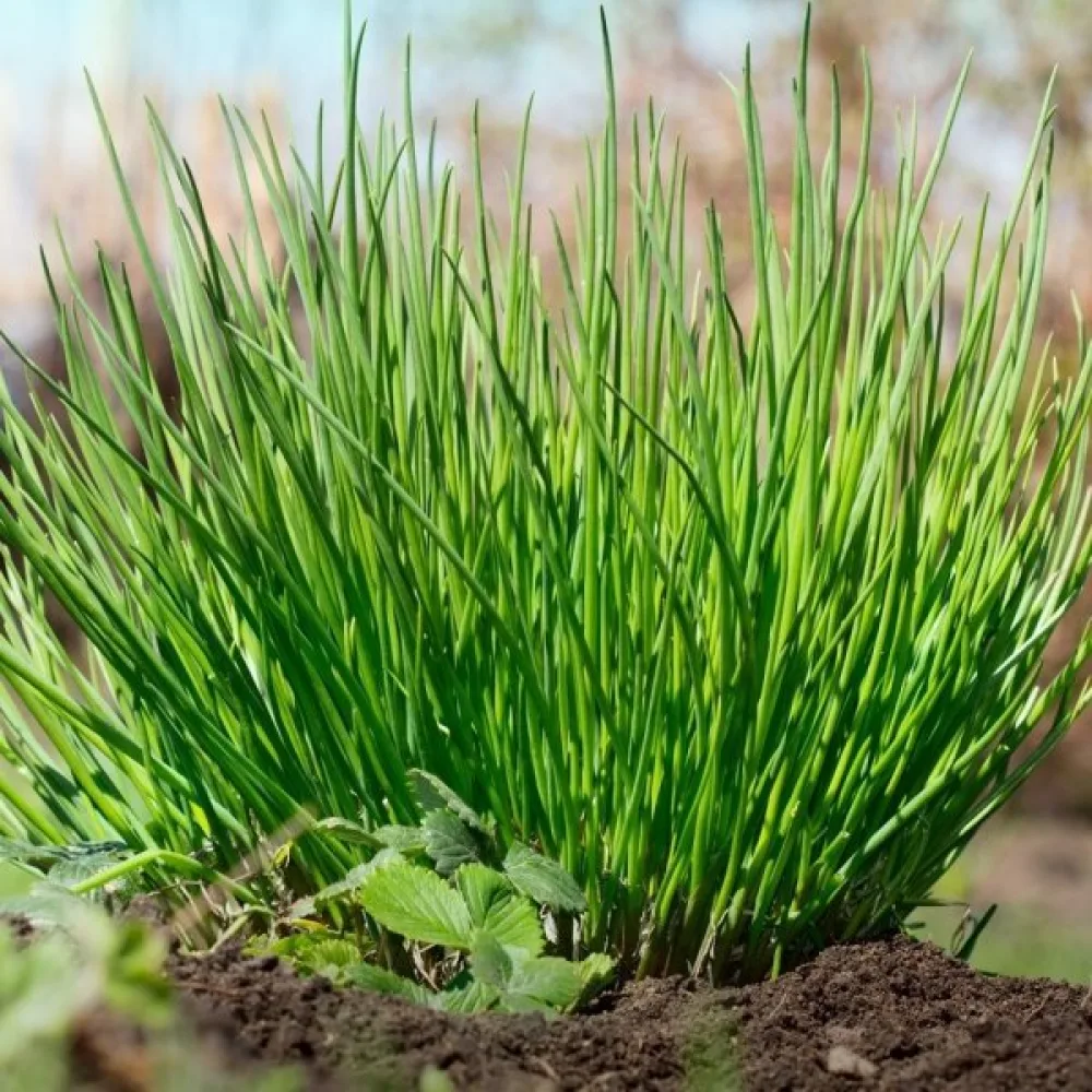 Ruohosipuli Allium schoenoprasum 'Medium leaf'