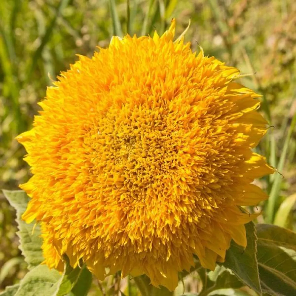 Auringonkukka 'Dwarf Sungold'