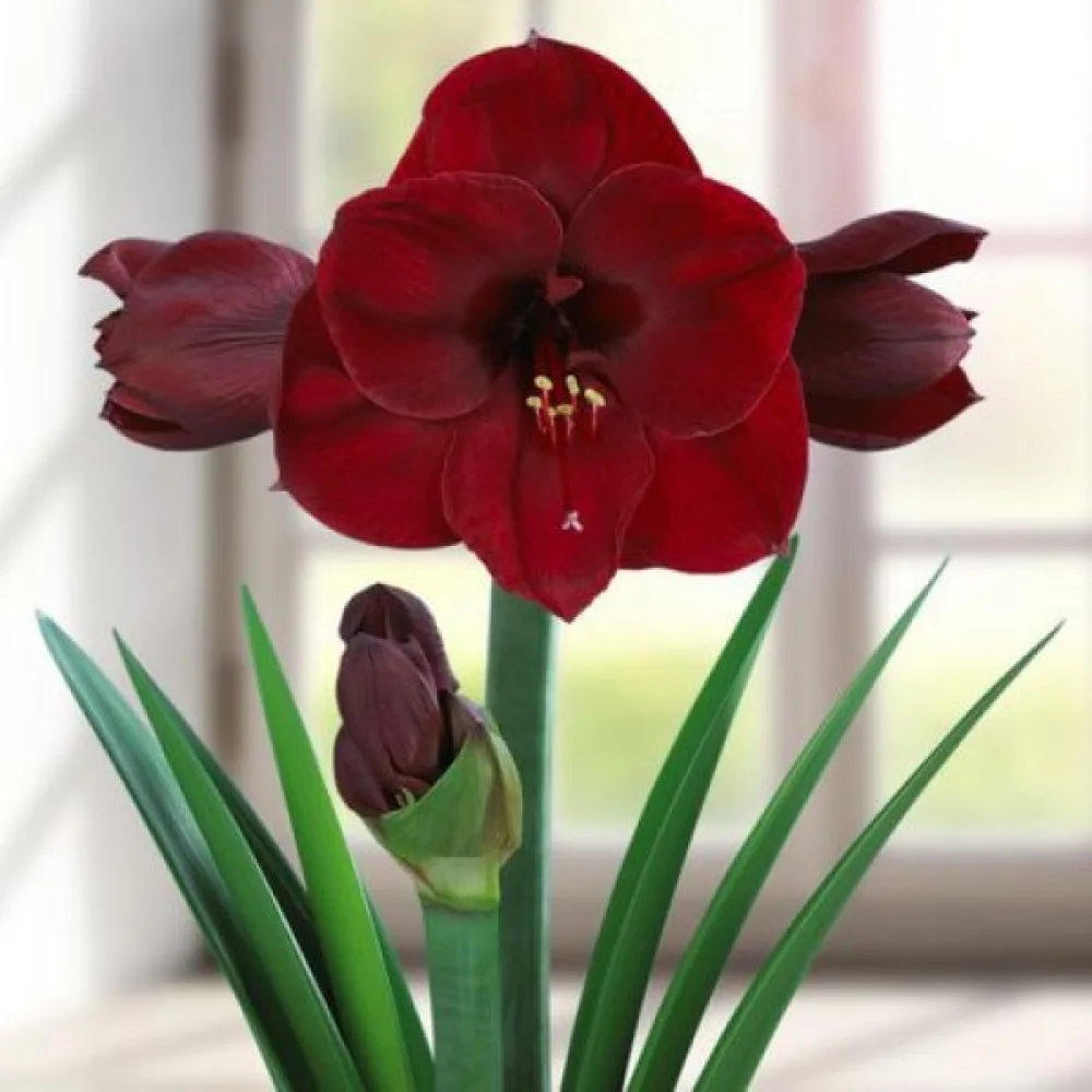 Amaryllis 'BENFICA'