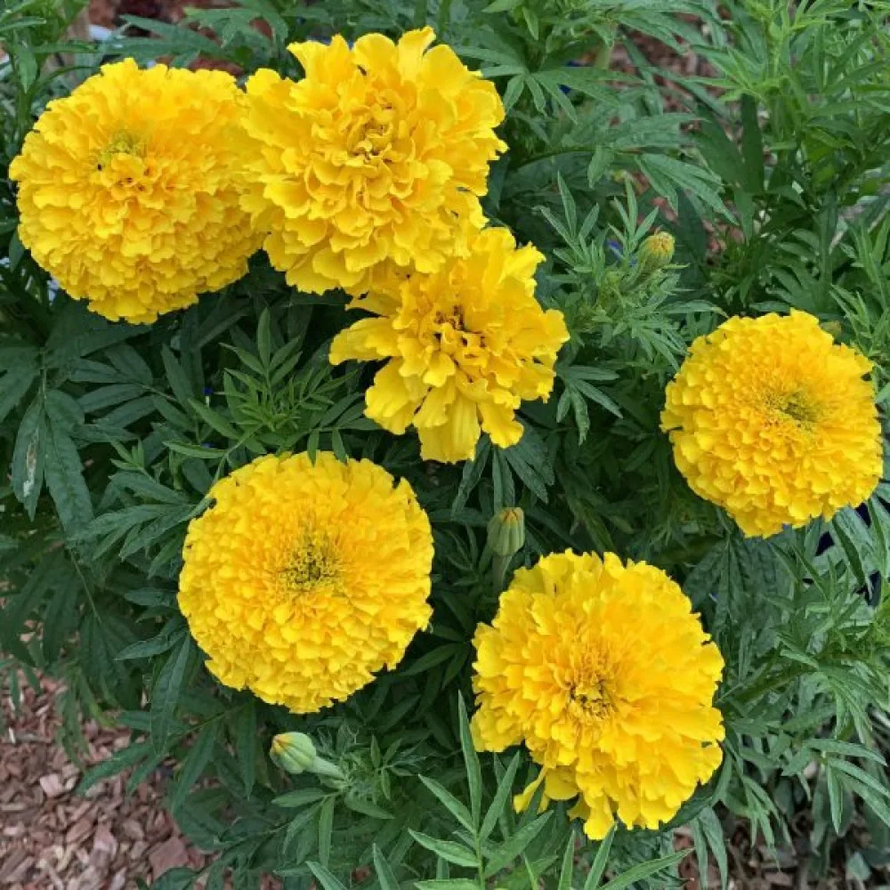 Kookossamettikukka 'Cupid Lemon'