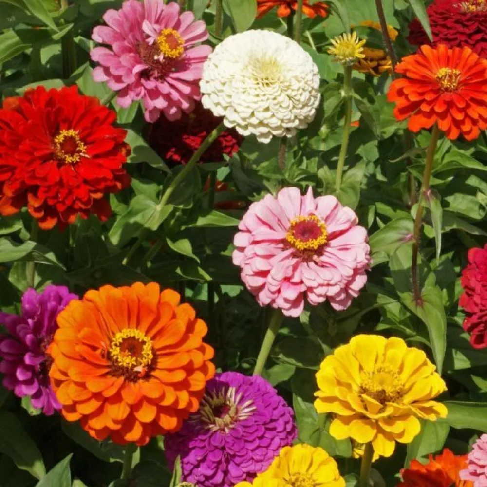 Tsinnia 'State Fair' (sekoitus)