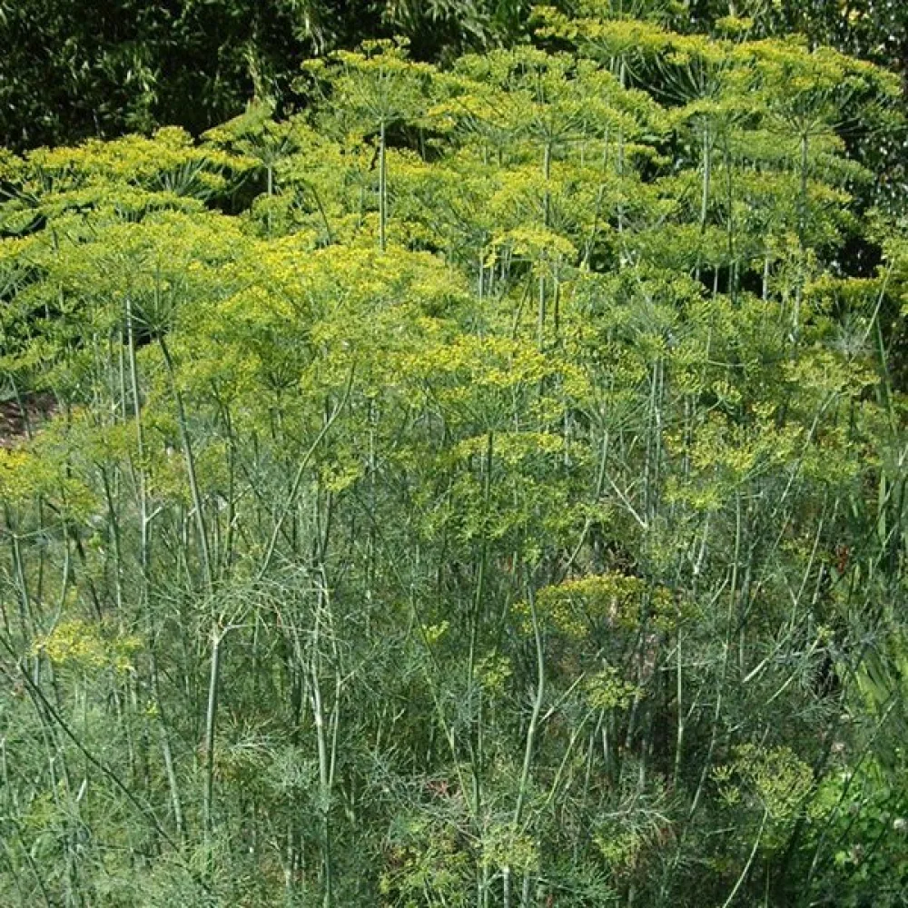 Tilli 'Bouquet'