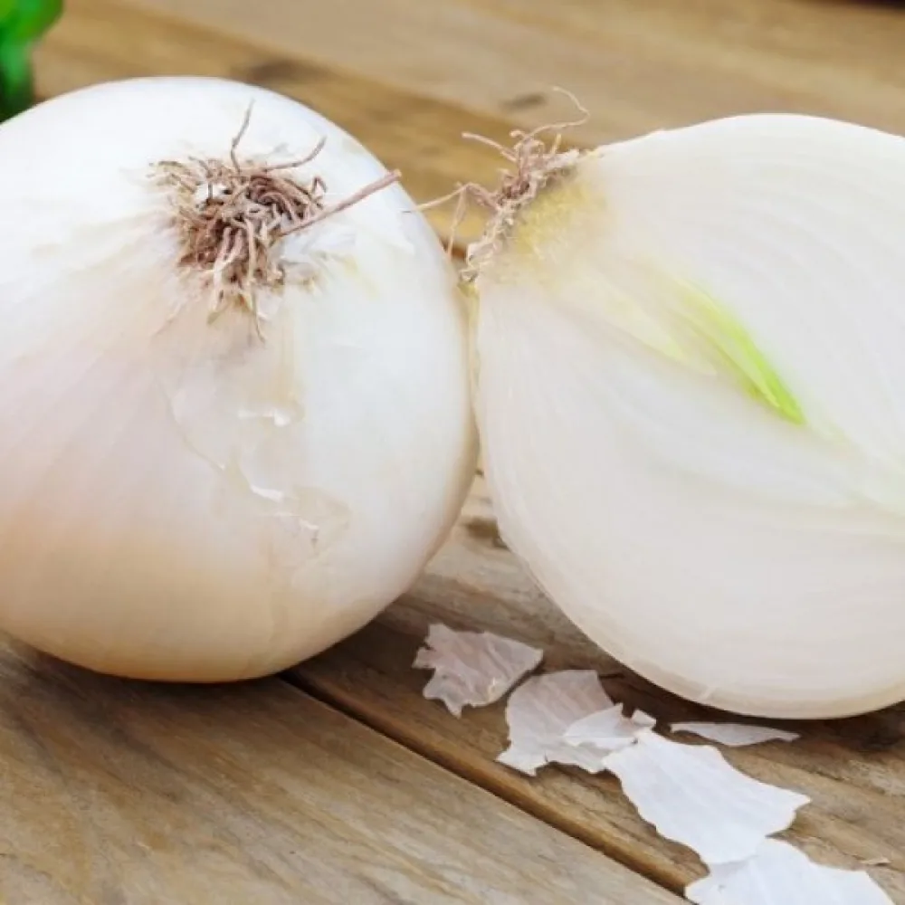 Ruokasipuli 'Agostana'