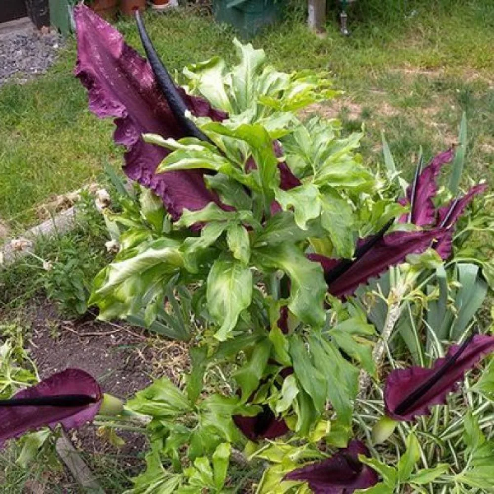 Lohikäärmevehka Dracunculus vulgaris