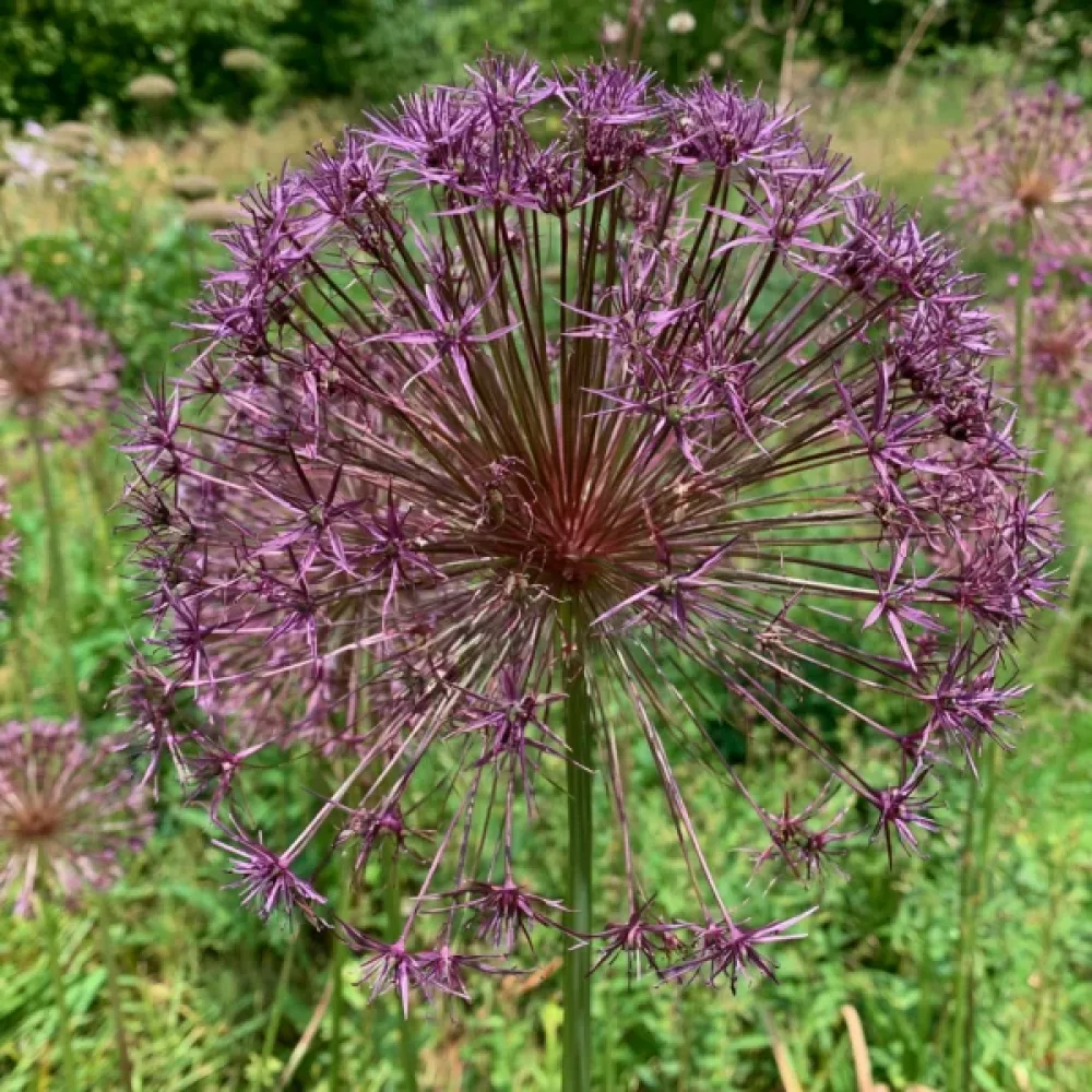 Koristelaukka 'Toabago (Spider)'