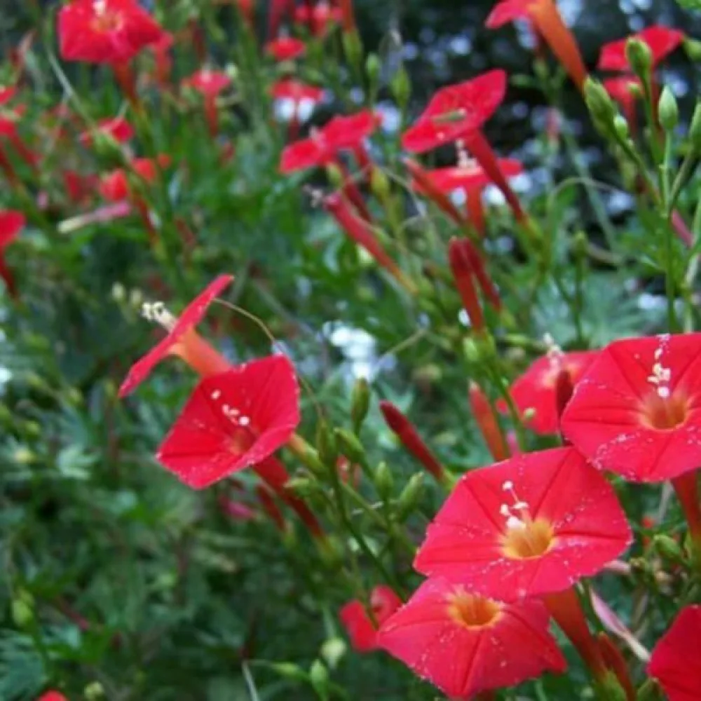 Kardinaaliköynnös 'Cardinal Climber'