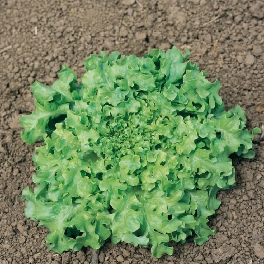 Baby leaf -salaatti 'Bionda a Foglia di Quercia'