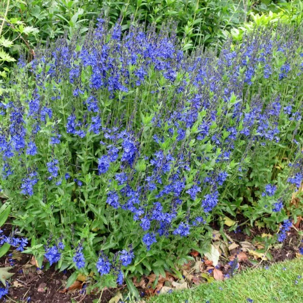 Tähkätädyke 'Royal Blue'