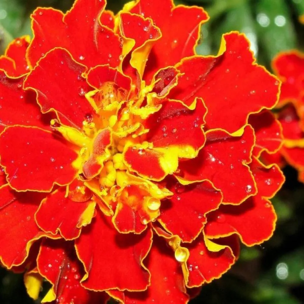 Ruusukesamettikukka 'Red Brocade'