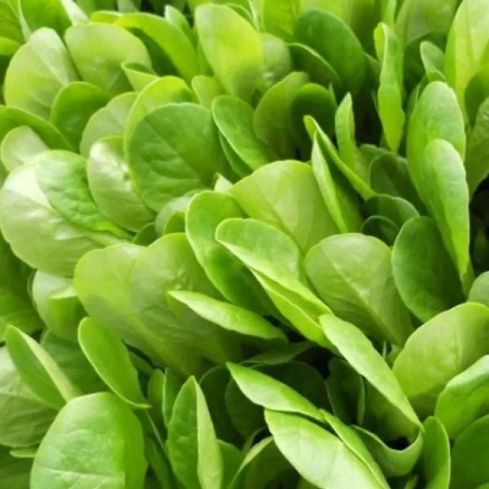 Sikuri 'Zuccherina di Trieste'